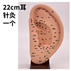22cm耳针灸模型耳朵穴位模型，耳部经络模型，耳朵按摩反射区模型