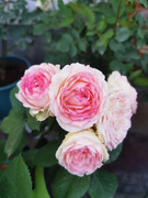 花玫瑰花庭院花卉多头植物蛋白宝石石月季花苗阳台蔷薇勤