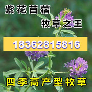 高产紫花苜蓿草种高产耐寒四季多年生牧草种籽鸡牛羊兔子鱼草籽