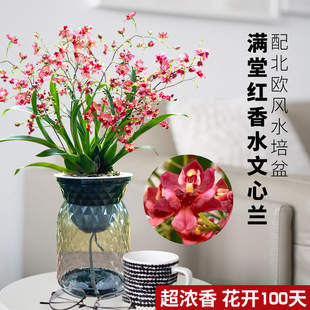带9支花出售 香水文心兰梦香水培植物室内外花卉绿植小盆栽兰花苗