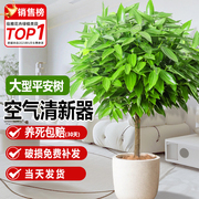 平安树客厅盆栽大型绿植新房，吸甲醛植物，室内四季好养常青幸福树棵