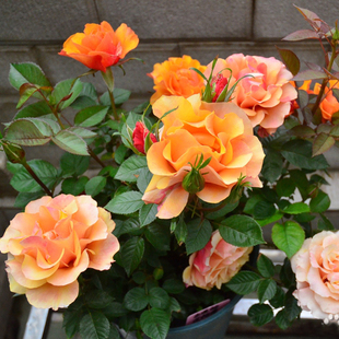 永远的艾帕索月季花苗，盆栽阳台四季特大花浓香玫瑰花苗耐晒花期长
