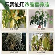 发财树营养液室内专用植物通用型水培，绿萝肥料多肉，金钱树(金钱树)花草盆栽