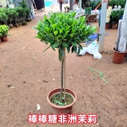 非洲茉莉花盆栽植物，四季常青客厅室内大型植物花卉吸甲醛