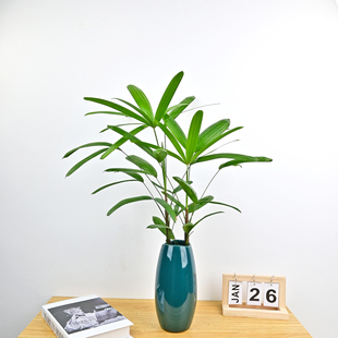 水培棕竹盆栽招财竹室内观音竹，常绿四季耐阴好养办公室富贵竹植物