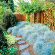 蓝羊茅种子观赏草籽多年生宿根造景花园花海设计室外庭院地被花籽