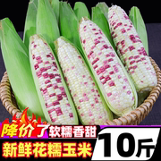 新鲜现摘花糯玉米10斤当季玉米香甜糯玉米棒子即食嫩水果玉米生吃