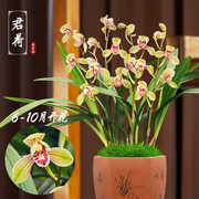 建兰正格荷瓣君荷浓香兰花带，花苞办公桌阳台室内花卉，绿植盆栽好养