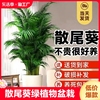 散尾葵绿植物客厅大型盆栽凤尾竹办公室内富贵椰子四季常青好养