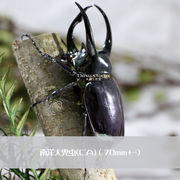 高档昆虫标本森林力士甲虫标本独角仙昆虫标本生态微景观工艺品男