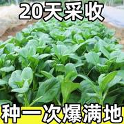 20天采收四季菜心种子四九甜菜心种子广东青菜籽盆栽蔬菜种子