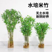 水培植物米竹盆栽，室内带根水养凤尾