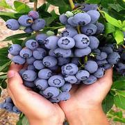 盆栽蓝莓树果苗南北方盆栽果树带果花蓝莓苗地栽蓝莓树苗当年结果