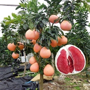 马家柚子树苗红心，红肉蜜柚南方北方种植当年结果，三红蜜柚果树果苗