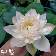姑苏雨蒙 真大型中型小型荷花碗莲睡莲种子藕水生植物花卉