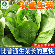 孔雀菜种籽沙拉菜种籽直立生菜种孑，罗马寿司菜四季奶油结球生菜籽