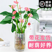 速发粉掌水培植物盆栽红掌，室内四季开花h卉水养绿植办公室好养易