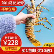 花龙虾1只东山岛海鲜，澳洲大龙虾鲜活冷冻小青龙虾刺身虾