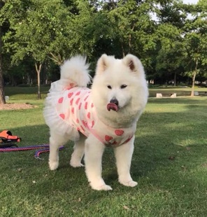 宠物大狗衣服中大型犬透气防掉毛防晒网纱萨摩金毛夏季薄款背心裙