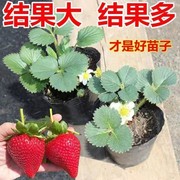 速发奶油草莓苗盆栽带盆带土可食用红颜四季草莓盆栽当年结果阳台