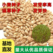 猫草小麦种子麦芽糖小麦草种子500克装营养丰富发芽率 高新种