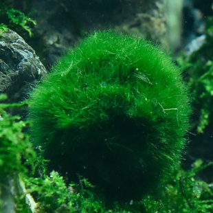 水族箱造景水草鱼缸绿藻，球虾缸水藻球虾绿毛球草缸水草观赏球活体