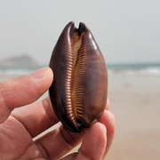 网红酒桶宝螺天然大海螺贝壳鱼缸造景海星标本收藏送礼孩子科普知