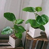 日本爱心榕大型盆栽植物办公室内客厅桌面观叶绿植好养不死吸甲醛