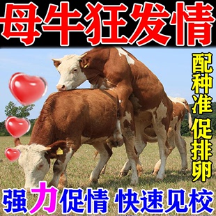 母牛发情的药母猪母羊促孕助排卵配种药专攻不打栏兽用诱情发情粉