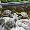 仿真乌龟海龟雕塑户外别墅花园水池水景假山装饰摆件园林景观小品