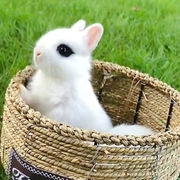 兔子活物迷你侏儒凤眼海棠小型茶杯兔长不大的儿童宠物垂耳兔活体