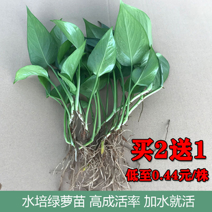 水培绿萝苗水养绿植室内盆栽净化空气吸甲醛泡水植物花卉绿箩绿植