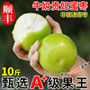 10斤福建贵妃蜜枣牛奶枣大青枣脆甜苹果台湾新鲜水果大果