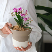 三生三世蝴蝶兰盆栽，带花花苞客厅室内阳台袖珍，迷你四季花卉送礼