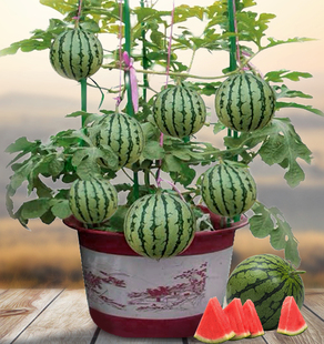 盆栽小西瓜种籽8424拇指西瓜麒麟阳台水果种孑高产四季播番茄种子