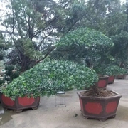式盆栽营养桌面专用小盆栽金钻花盆松树植物迷你罗汉松盆景造型大
