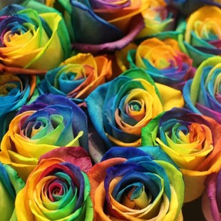 彩色彩虹玫瑰鲜花稀有家用生日表白求婚礼物花束上海