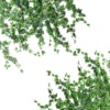 仿真爬山虎藤条装饰树叶子，植物塑料假花绿植叶水管道吊顶缠绕遮挡