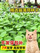 猫薄荷种子可食用薄荷种籽子香水柠檬苗猫草四季播种蔬菜植物种孑
