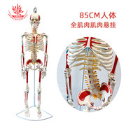 医用85cm全身肌肉版人体骨骼模型轻松简易安装可悬挂骨骼模型