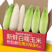广西农家特产新鲜糯玉米黏玉米，现摘棒粘玉米，白糯嫩玉米210斤