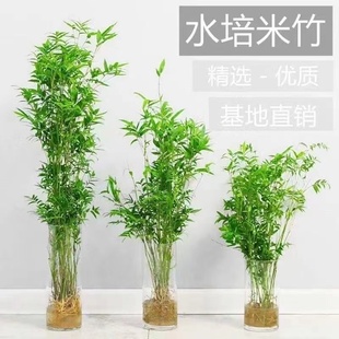 水培米竹盆栽造景小型竹子苗，凤尾竹室内绿植，观赏竹子庭院盆景植物