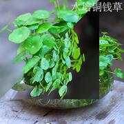 铜钱草水培植物办公室，桌面盆栽金钱草花卉室内水养，绿植定制