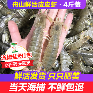 舟山大皮皮虾鲜活海鲜水产，野生虾爬子，虾姑虾子活虾海虾