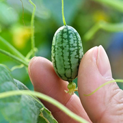拇指西瓜种子佩普基诺迷你西瓜可吃庭院盆栽露天观赏食用小西瓜籽