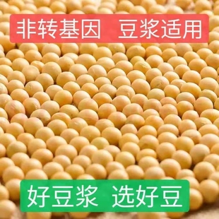东北农家黄豆1000g新货黄豆颗粒饱满 黄豆打豆浆专用黄豆多规