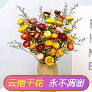 云南真花干花小雏菊干花花束，客厅摆设装饰七彩，菊花瓶干花插花