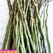 新鲜铁皮石斛鲜条500g一斤食用滋补仿野外种植云南霍山枫斗统货花