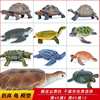 仿真海洋生物模型乌龟玩具陆龟巴西龟甲鱼海龟鳄龟儿童科教礼物