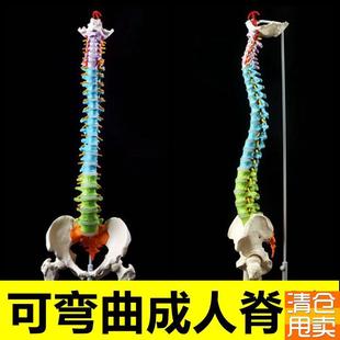 人体脊椎骨模型可弯曲成人骨，b盆脊神经腰椎股骨正骨小针医